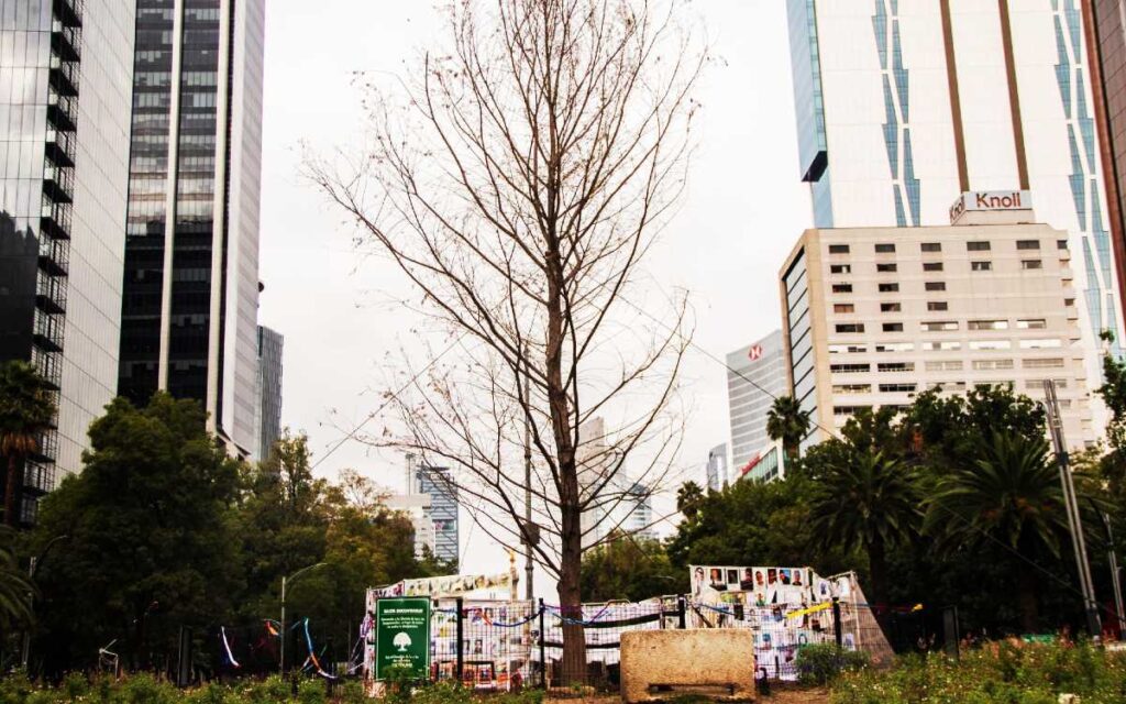 Duro diagnóstico para el ahuehuete de Reforma: sigue vivo, pero enfrenta 'condiciones adversas'