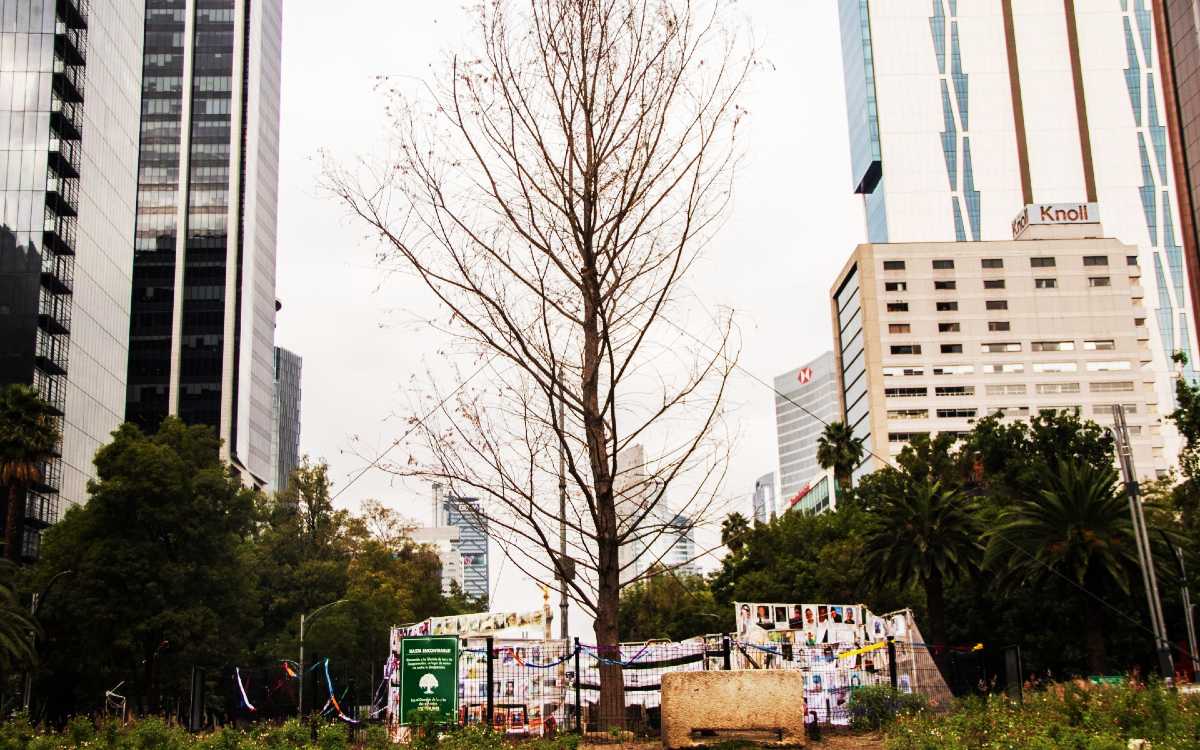 Duro diagnóstico para el ahuehuete de Reforma: sigue vivo, pero enfrenta ‘condiciones adversas’