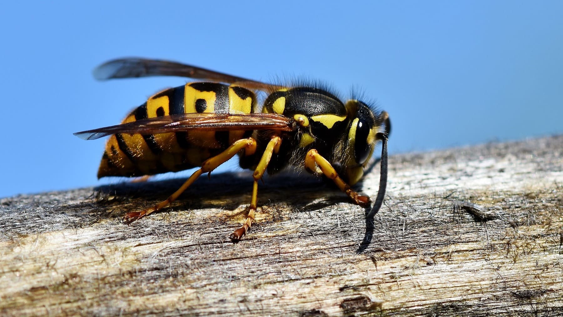 El truco casero de las canicas para ahuyentar para siempre a las avispas en casa