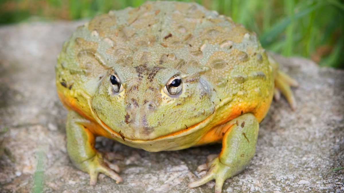 El vídeo viral de unas ranas imitando la escena final de ‘Titanic’