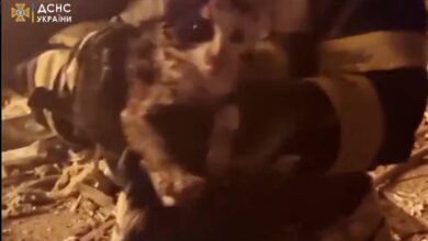Encuentran gatita herida entre los escombros de un edificio bombardeado en Ucrania | Video