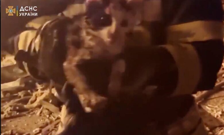 Encuentran gatita herida entre los escombros de un edificio bombardeado en Ucrania | Video
