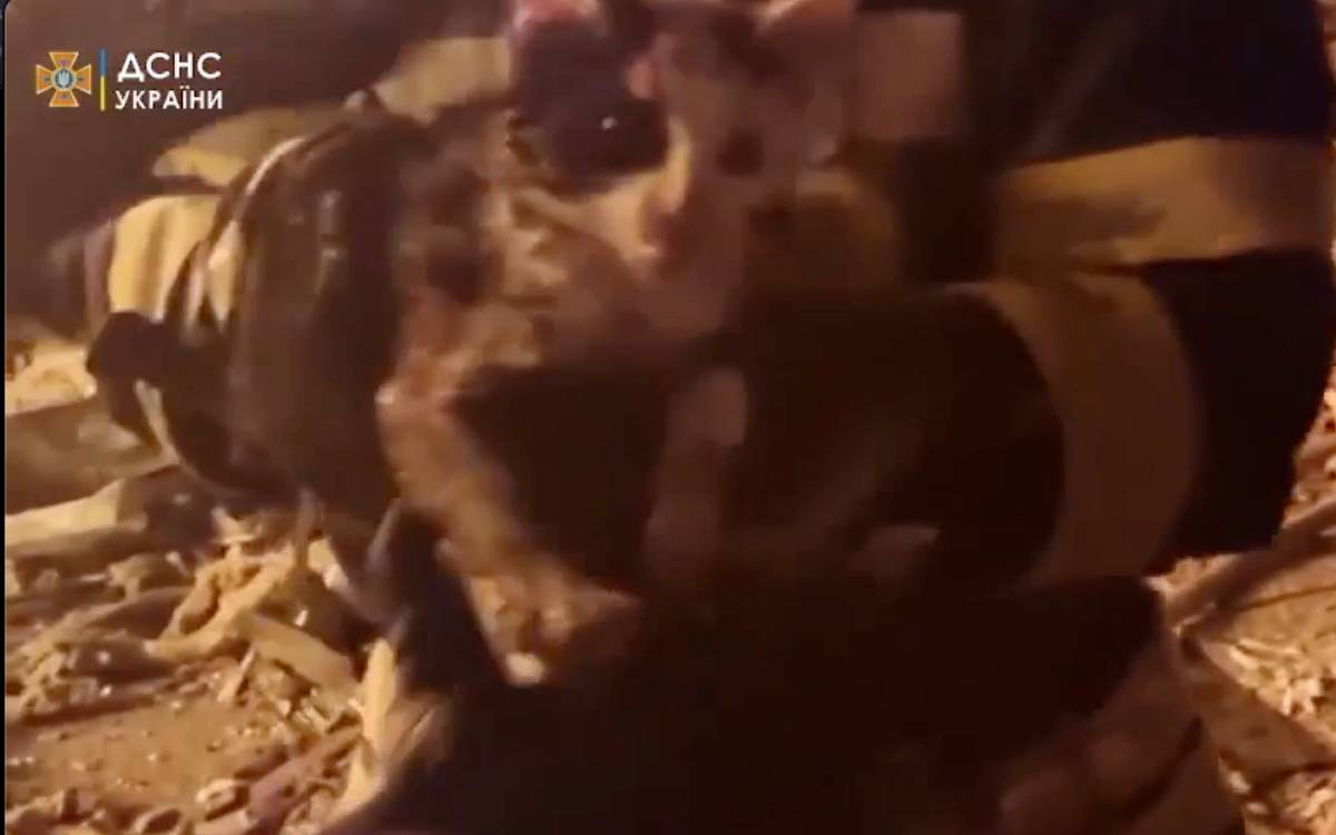Encuentran gatita herida entre los escombros de un edificio bombardeado en Ucrania | Video