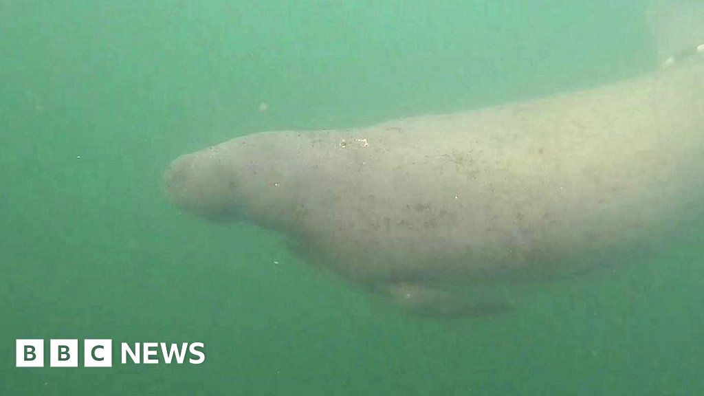 Encuentran manatí fugitivo frente a Venezuela