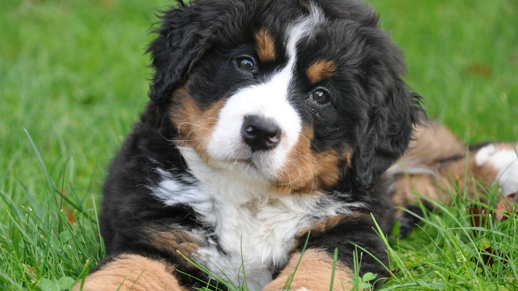 Estos son los olores que tu perro odia: ¡No los puede soportar!