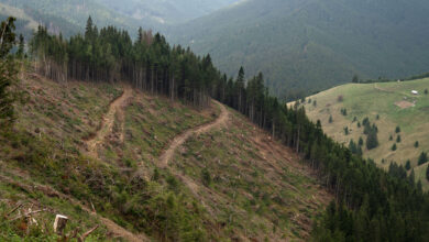 Europa está sacrificando sus antiguos bosques por energía
