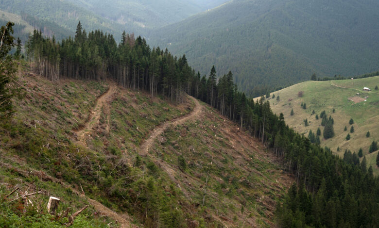 Europa está sacrificando sus antiguos bosques por energía