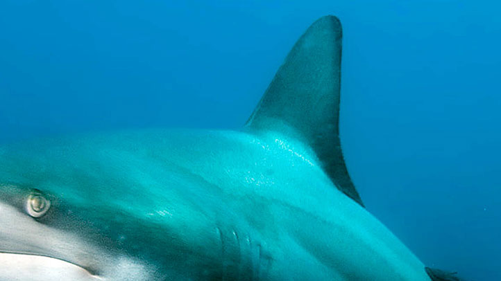 Figura de sonar de un ‘Megalodon’ de 50 pies sorprende a investigadores en la costa de Nueva Inglaterra