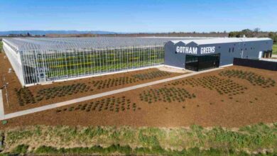 Gotham Greens acaba de recaudar $ 310 millones para expandir sus invernaderos en todo el país