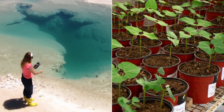 La colección de microbios extremófilos de Puna Bio sobrevive y revive el suelo agotado