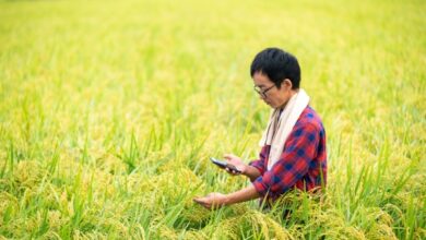 La empresa Agritech Cropin lanza su plataforma en la nube para digitalizar la industria agrícola