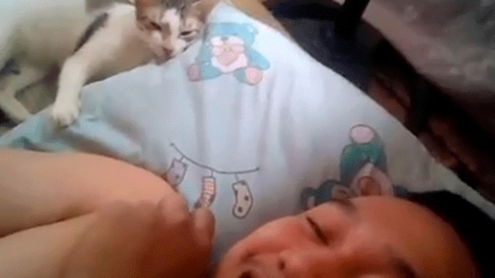 La reacción de un gato frente a los cánticos de su dueño que se ha hecho viral