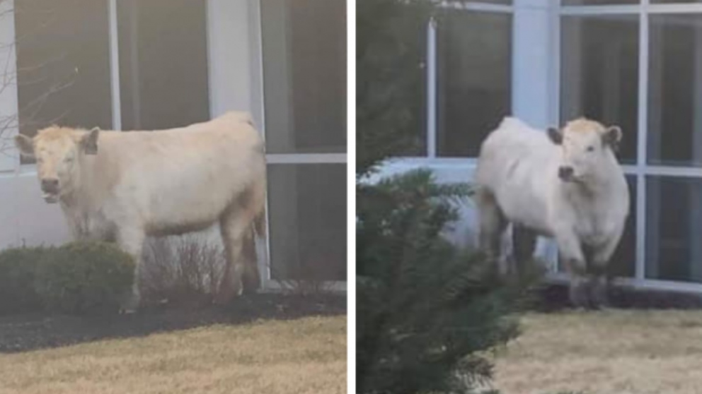 La rebelde vaca fugitiva que se ha hecho viral