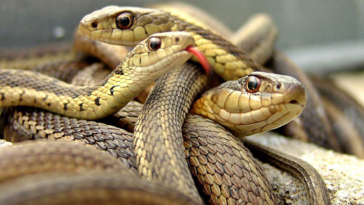 Las luchas de serpientes triunfan en Facebook