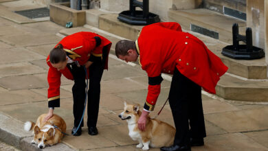 Los corgis de la reina Isabel II se suman al último adiós a la monarca | Fotos
