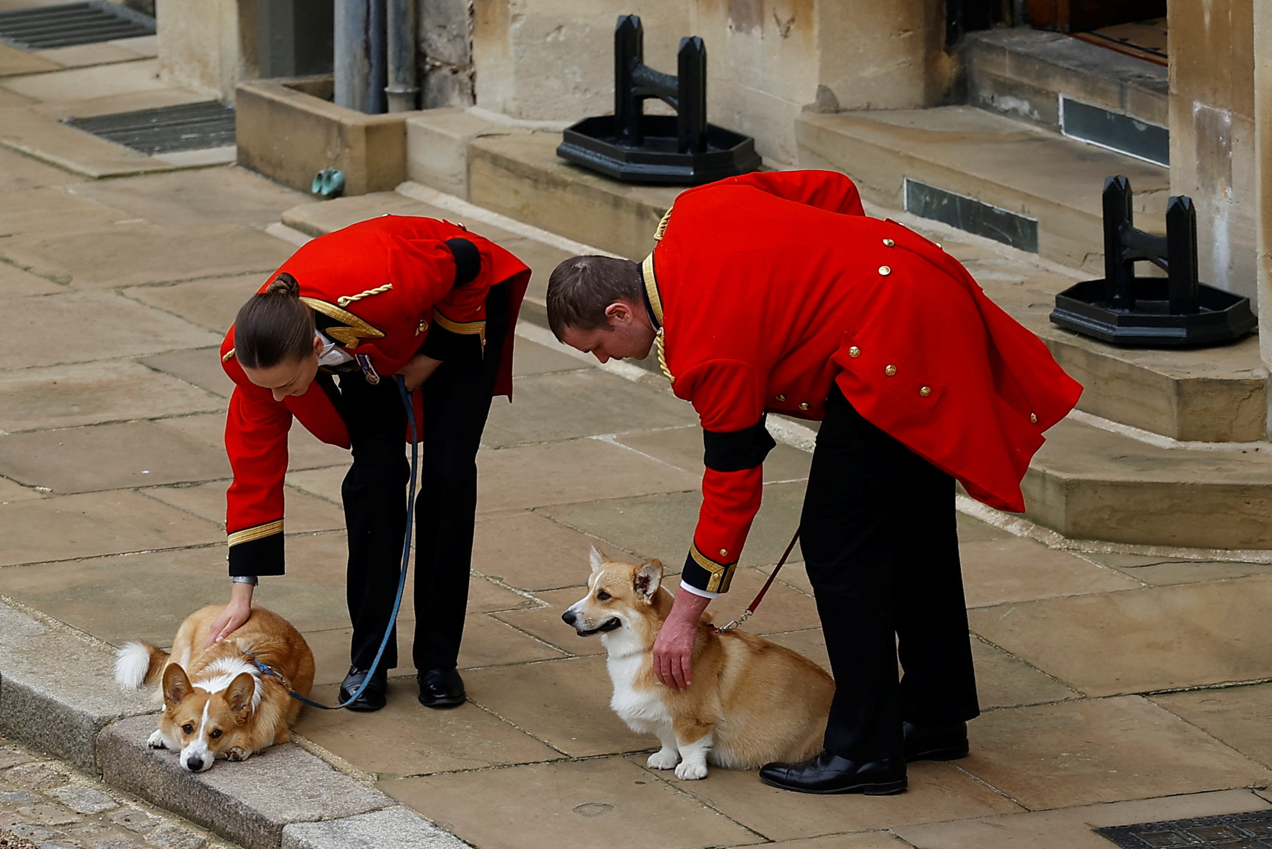Los corgis de la reina Isabel II se suman al último adiós a la monarca | Fotos