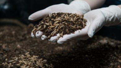 Los inversores de Livin Farms apuestan 5,8 millones de dólares por larvas de mosca en polvo