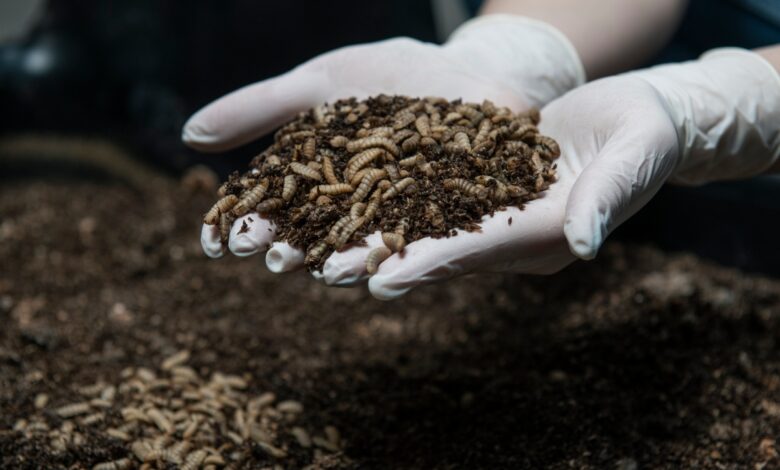 Los inversores de Livin Farms apuestan 5,8 millones de dólares por larvas de mosca en polvo