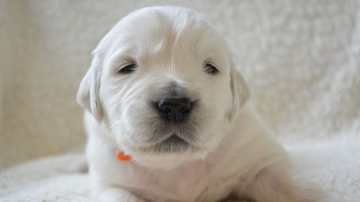 Los perros ven en blanco y negro: ¿mito o realidad?