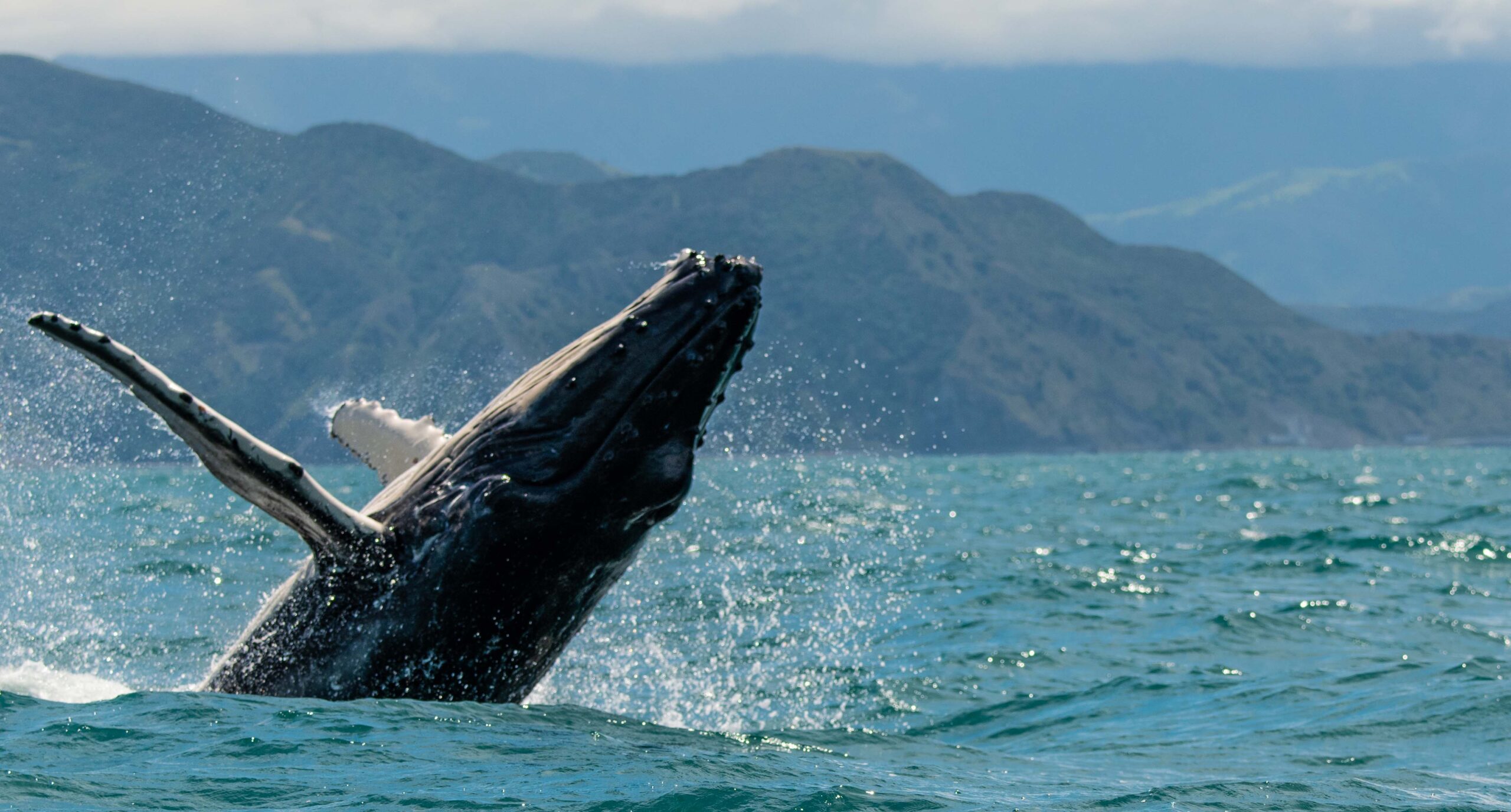 Mueren 5 personas en embarcación tras presuntamente impactar ballena
