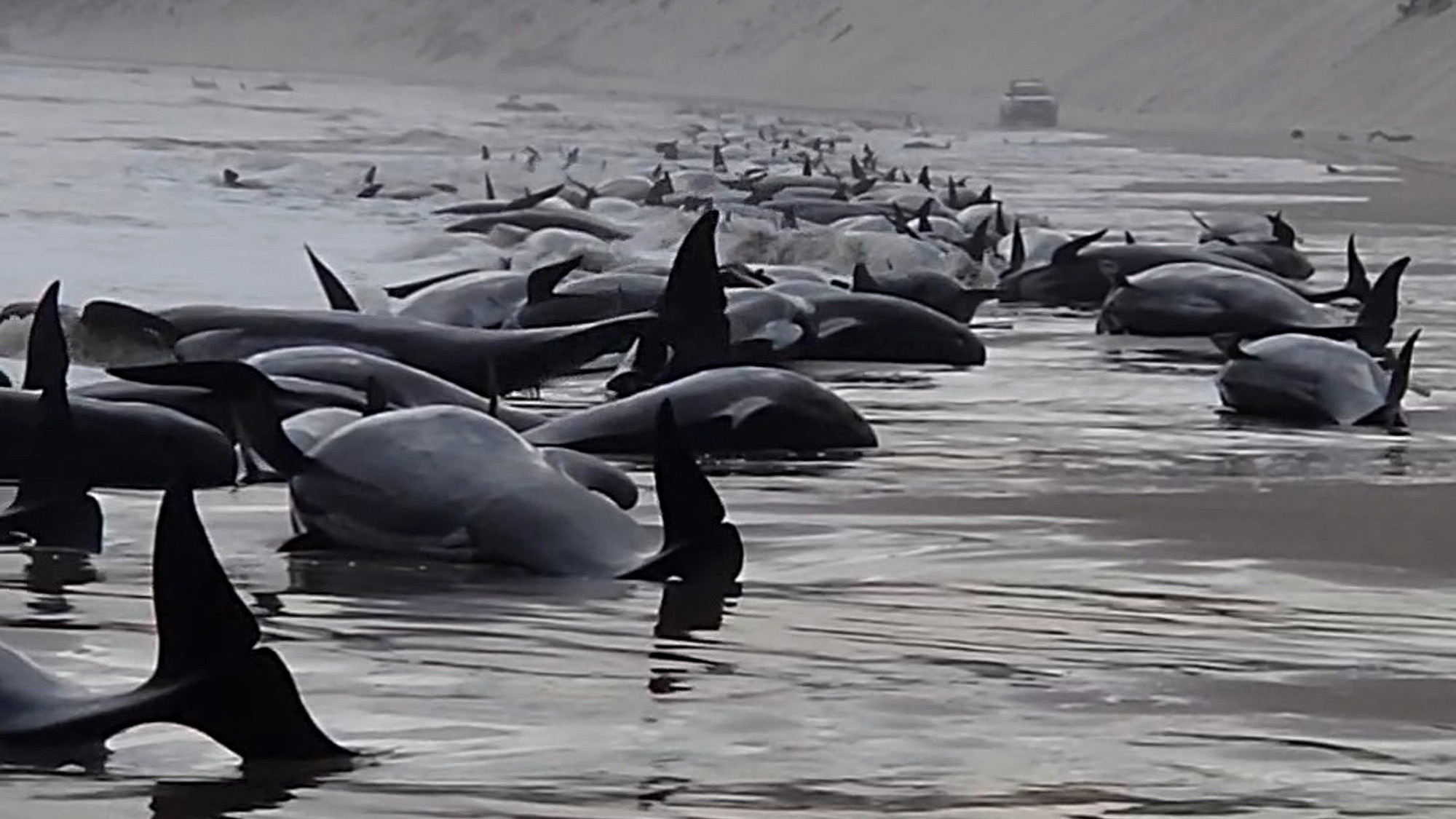 Mueren alrededor de 200 ballenas varadas en Australia