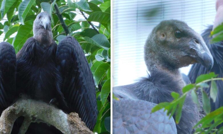 Nombran 'Sol' y 'Luna' a crías de Cóndor de California en el zoológico de Chapultepec