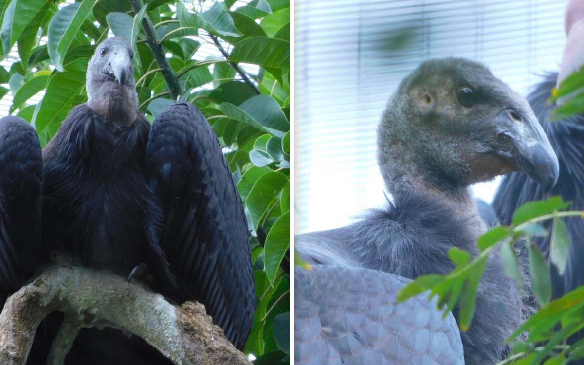 Nombran ‘Sol’ y ‘Luna’ a crías de Cóndor de California en el zoológico de Chapultepec