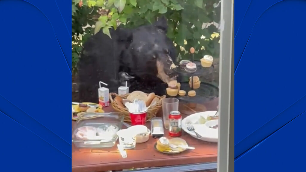 Oso irrumpe en cumpleaños de niño de dos años en West Hartford