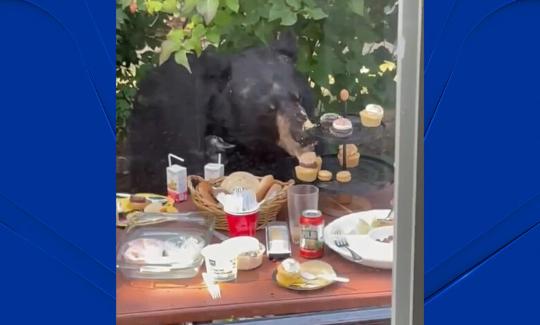 Oso irrumpe en cumpleaños de niño de dos años en West Hartford