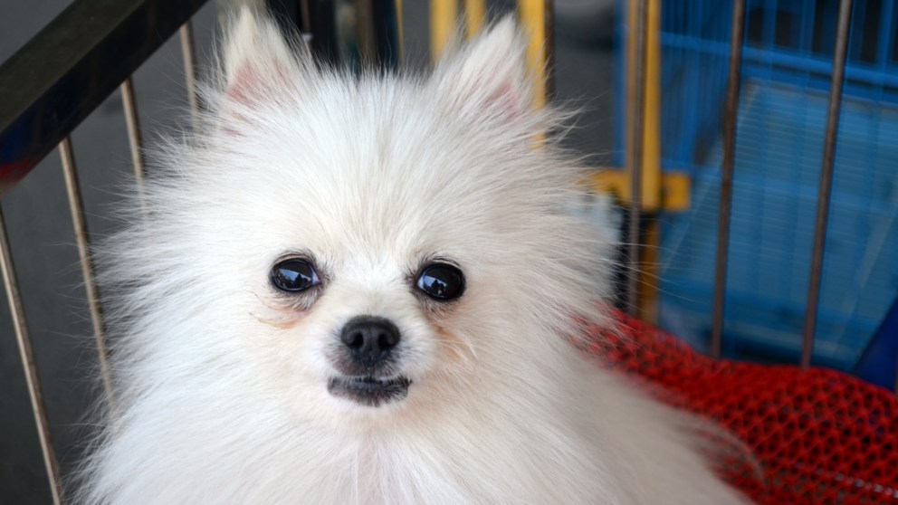 Perros pequeños que no crecen: 5 razas