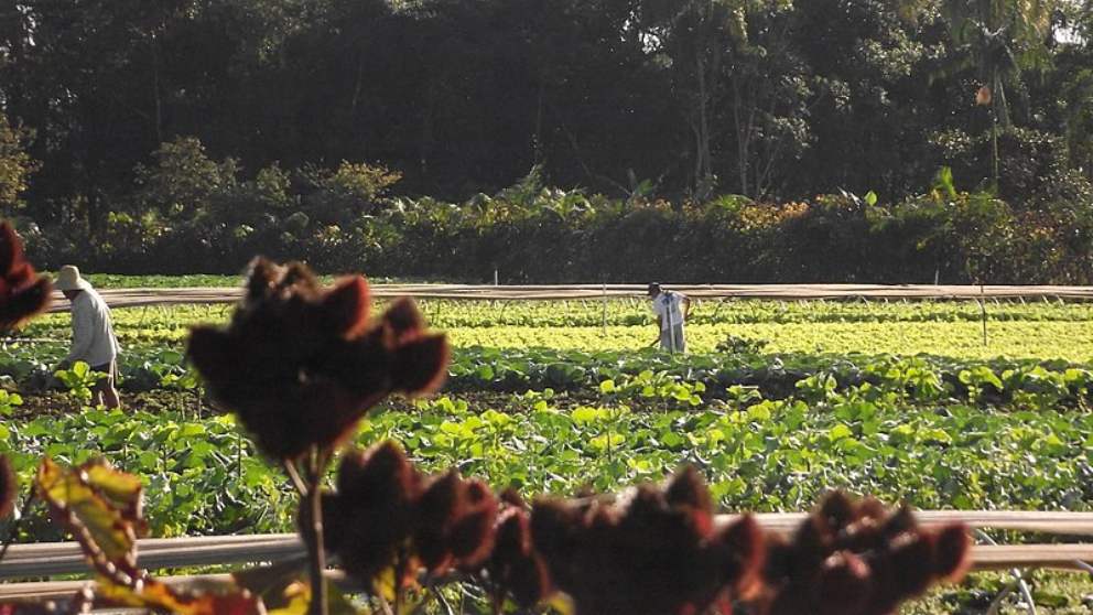 Qué es y diferencia con la agricultura ecológica