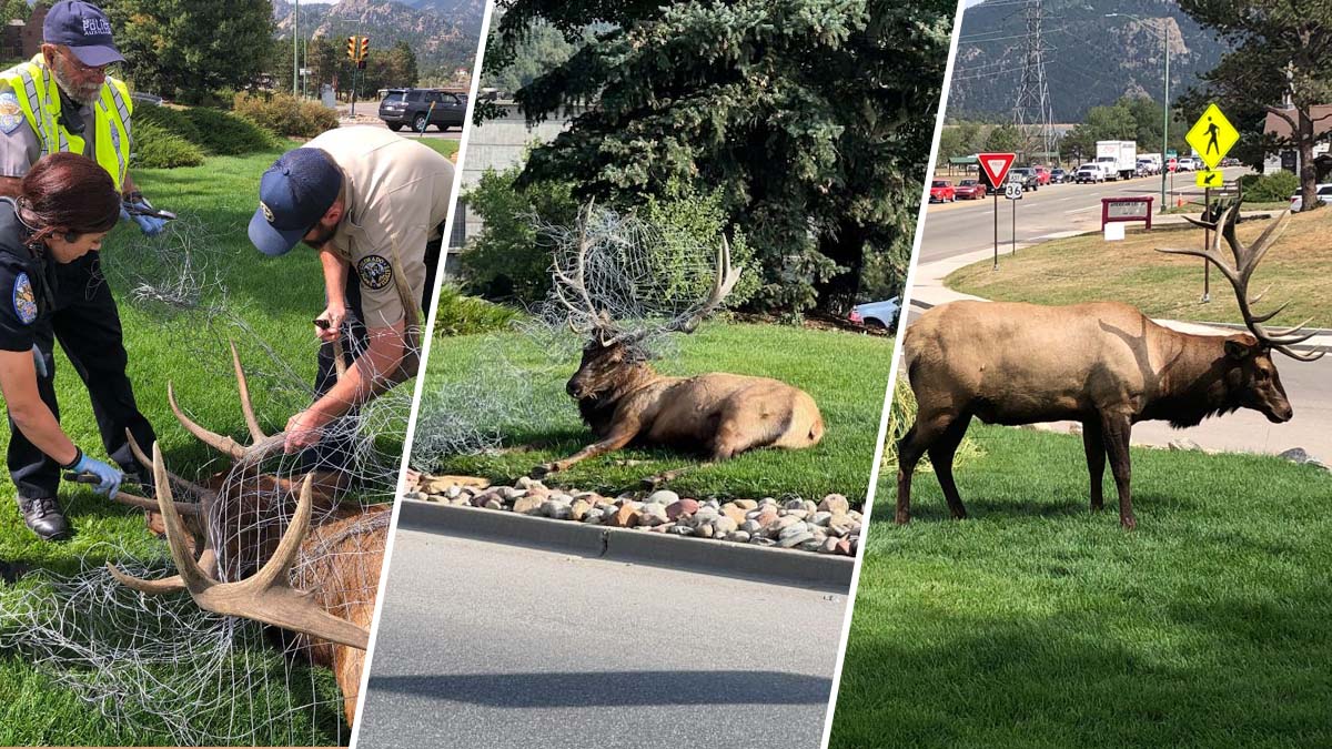 Rescatan a alce tras quedar atrapado en concurrida intersección cerca de Estes Park
