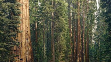 Sequoia India y SEA recurren a operadores internacionales para ayudar a las nuevas empresas a lanzarse y expandirse en el extranjero