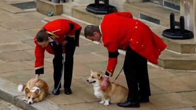 Sus perros corgis ya ‘extrañan’ a la reina Isabel, según entrenador