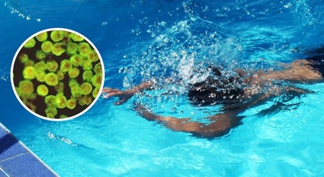 Todo lo que tienes que saber sobre la ameba comecerebros