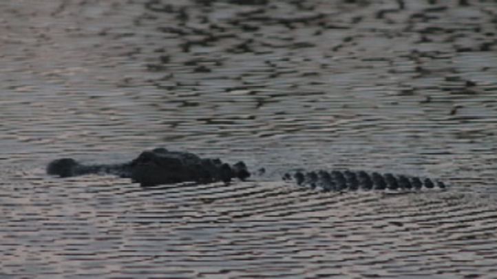 advierten sobre el peligro de encuentros con caimanes, osos y serpientes en Florida