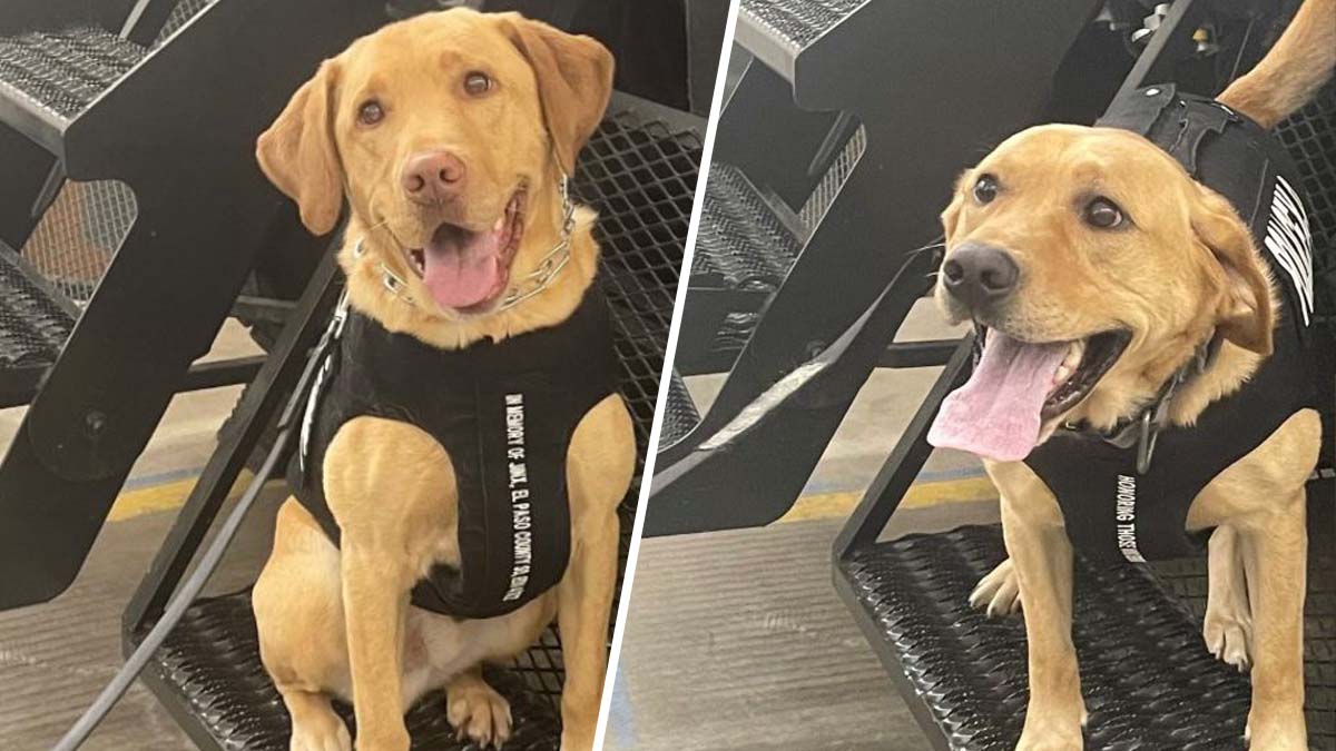 agentes caninos estarán mejor equipados para enfrentar a los “malos”