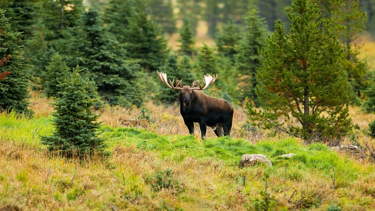 cazador gravemente herido tras el brutal ataque de un alce en Colorado