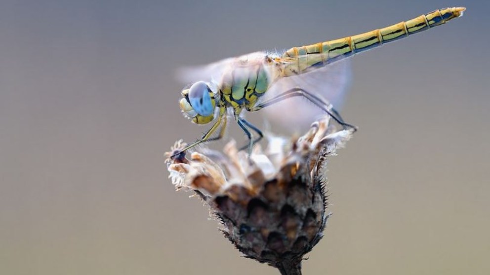 ¿Cómo respiran los insectos?
