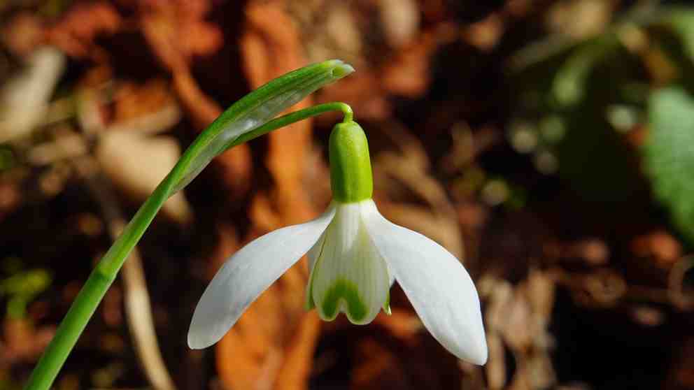 ¿Cuáles son las enfermedades mas típicas de las plantas de exterior?