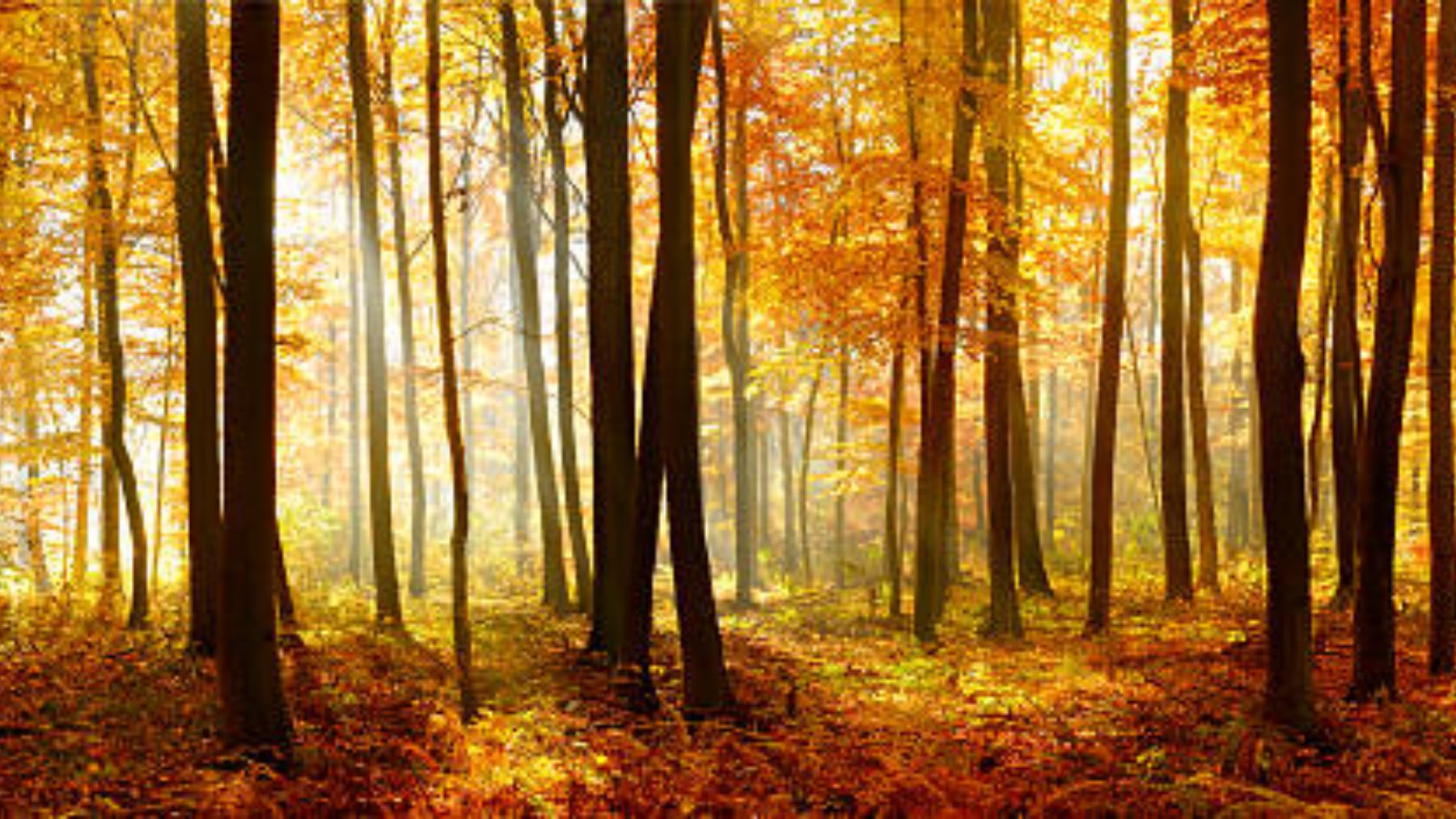 ¿Cuáles son los colores cálidos y qué significado tienen?