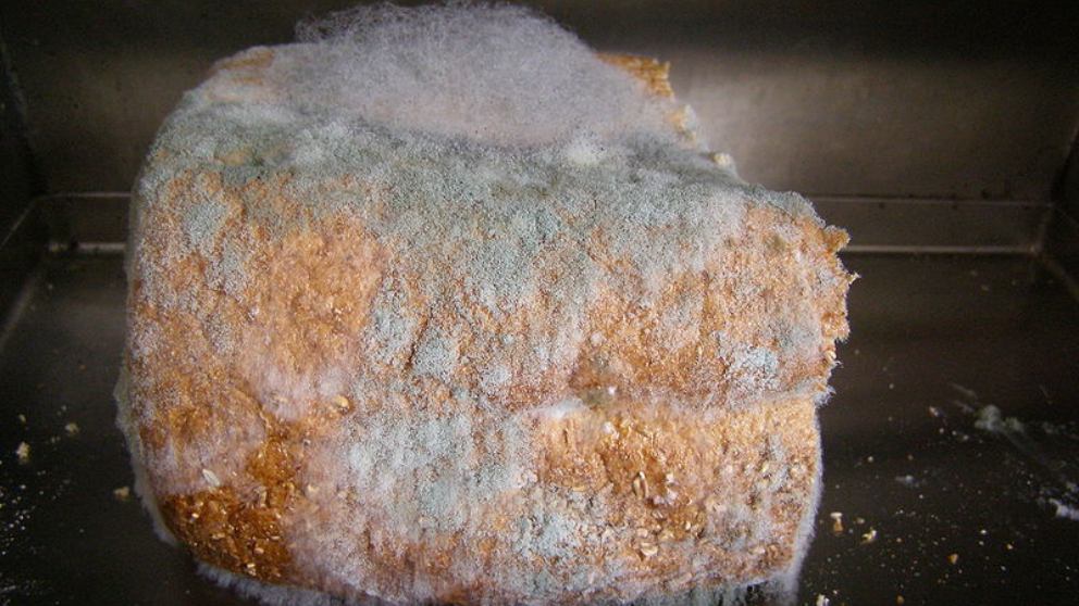 ¿Es seguro cortar el moho del pan y comerte el resto?
