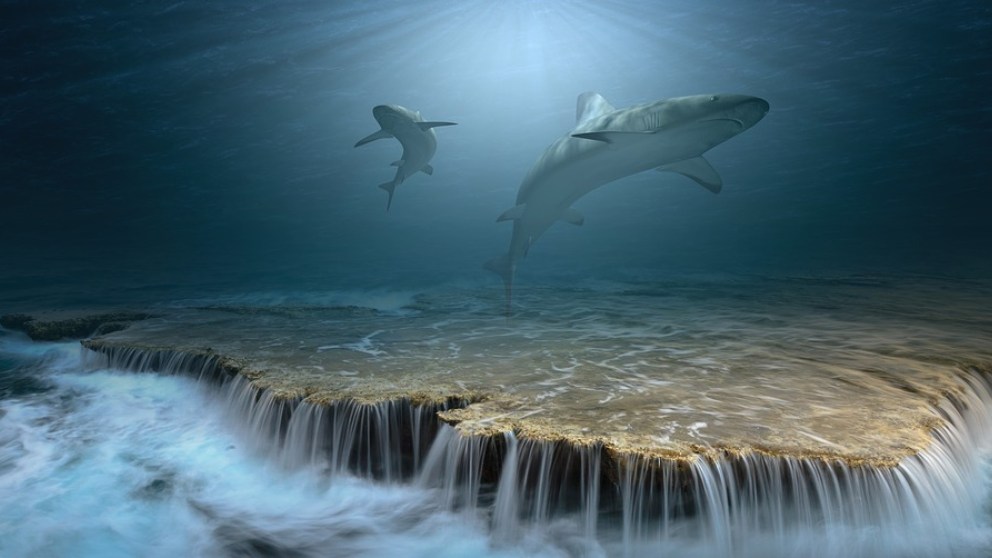 ¿Existe el tiburón vegetariano?