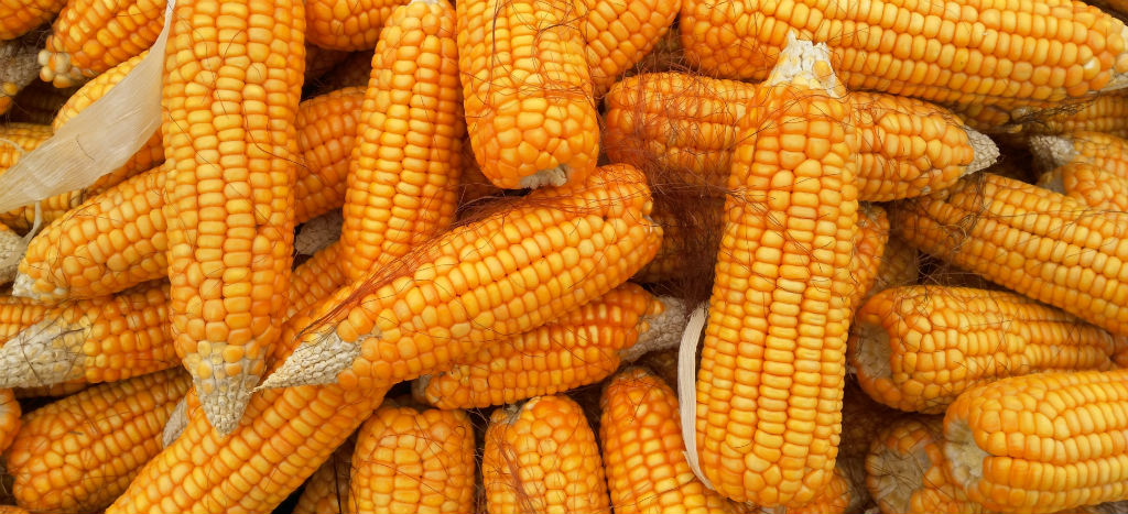 ¿Nuevo llamado a consulta? Amaga EU con presionar a México en T-MEC por maíz transgénico