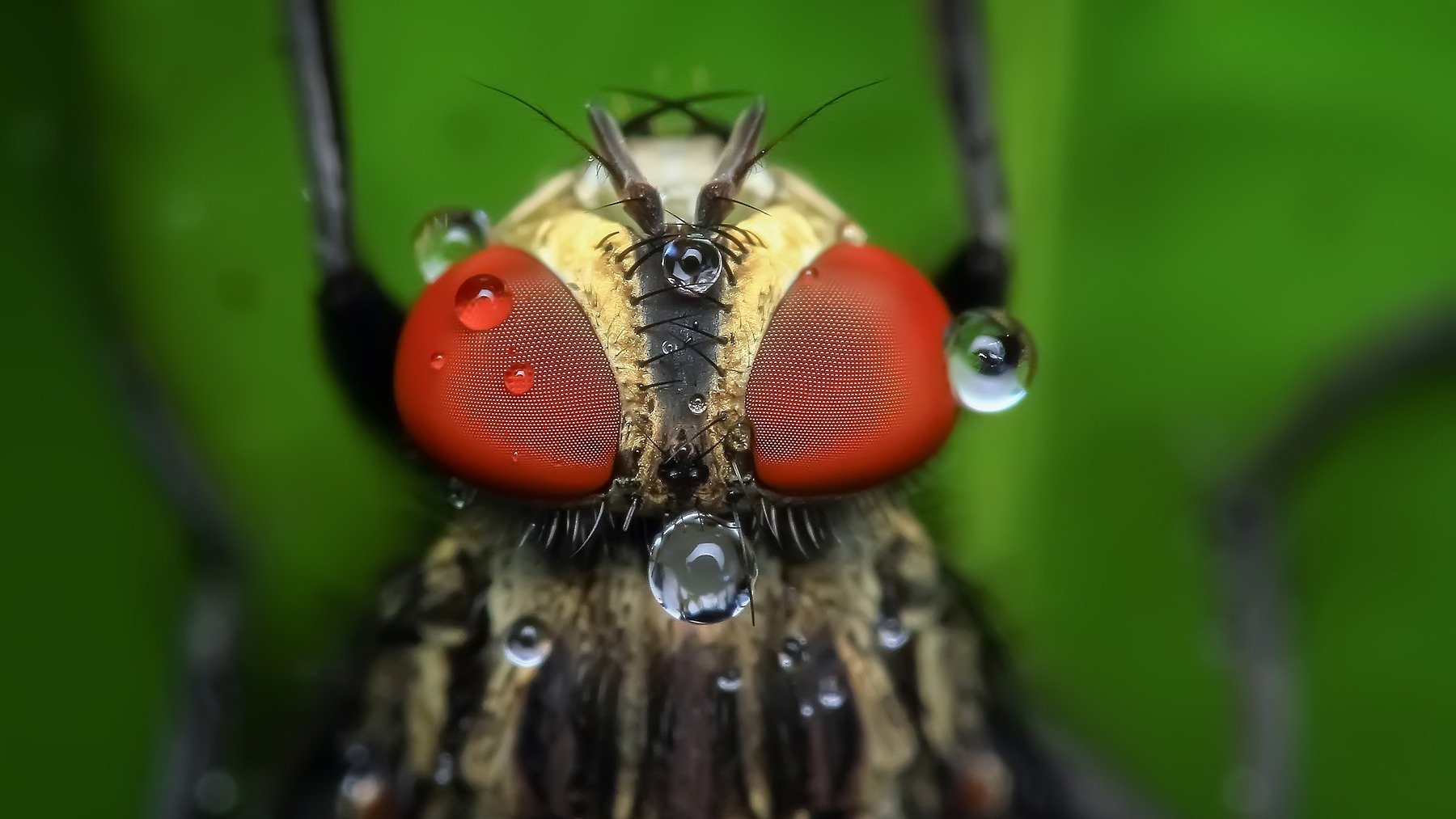¿Por qué no hay moscas en invierno?