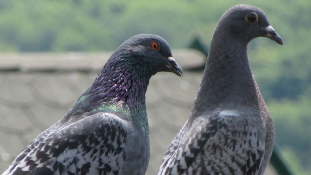 ¿Por qué nunca vemos a las crías?