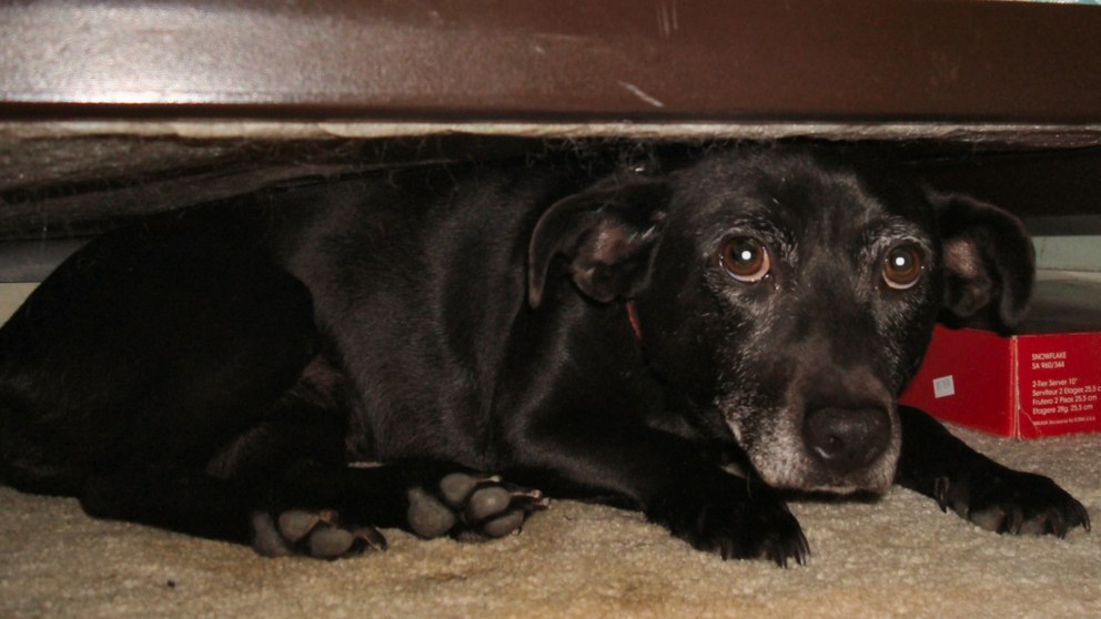 ¿Por qué se esconden debajo de la cama?