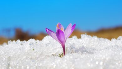 ¿Quieres sobrevivir al criptoinvierno? Comience inspirando confianza regulatoria