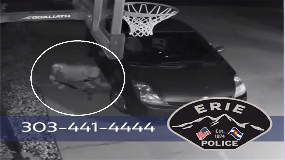 En tan solo minutos: ladrones roban el catalizador de un auto y todo queda captado en cámara