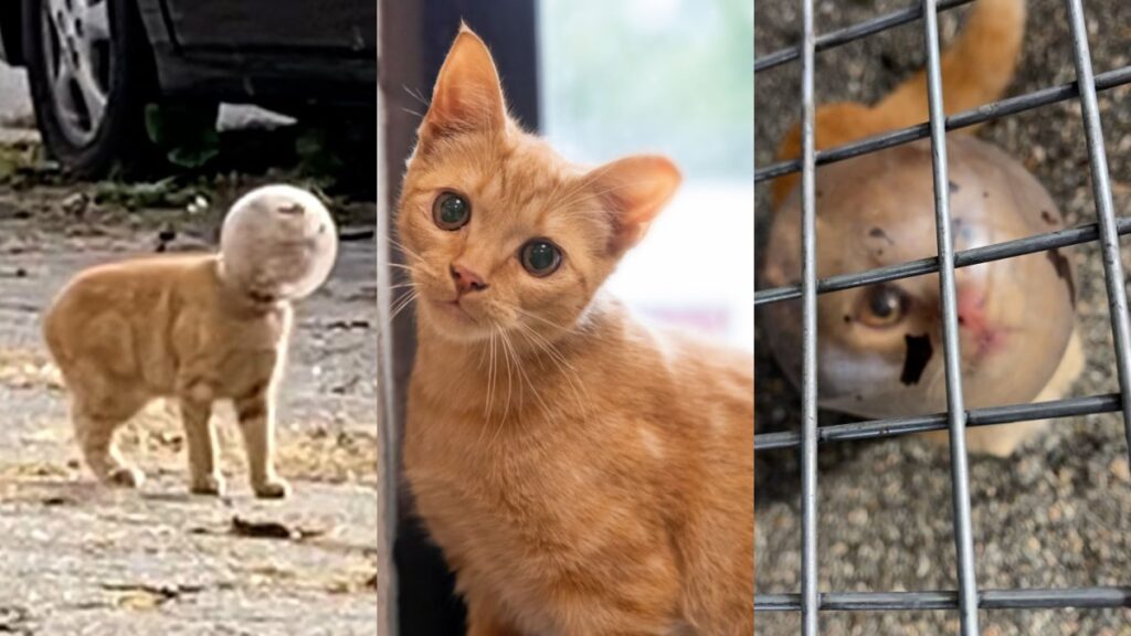 Gatita con tazón de vidrio en la cabeza rescatada en Fall River